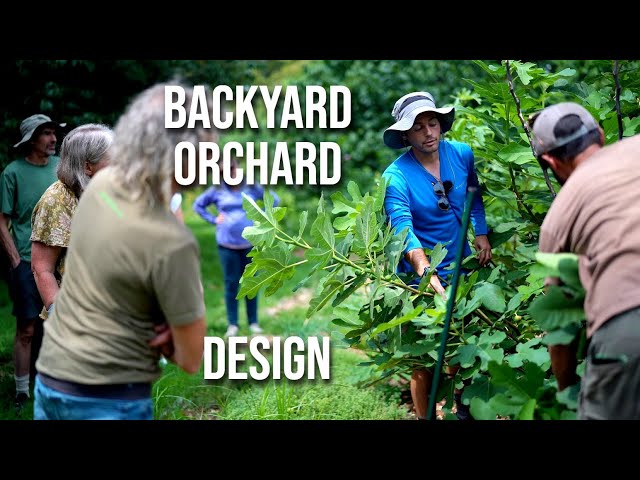 How to Design, Plan, and Plant a Backyard Orchard in Only 4 Steps