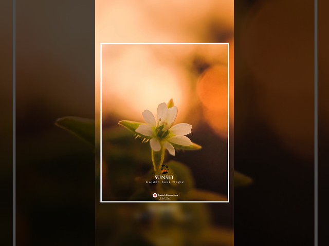 Sunset Macro Photography Idea with Mobile 🤩 #youtubeshorts #photography