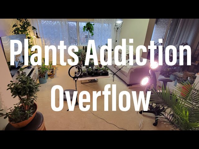 Plant addiction overflow. End of the March 2023. update on one plants!