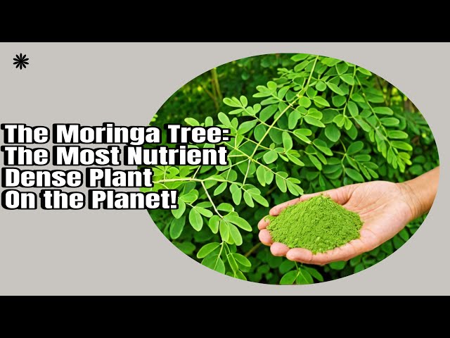 The Moringa Tree: The Most Nutrient-Dense Plant on the Planet!!!