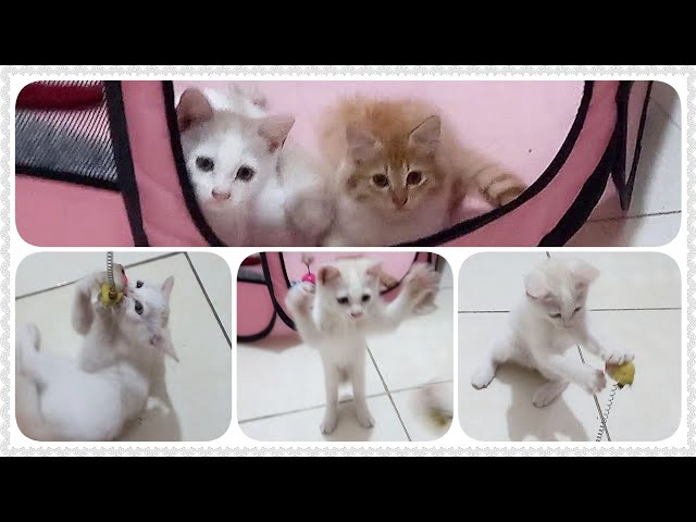 @cc.cutecats FUNNY KITTENS : Playing With A Mouse Stick Toy 😸🤍 #cat #kitten #catlover #kucing