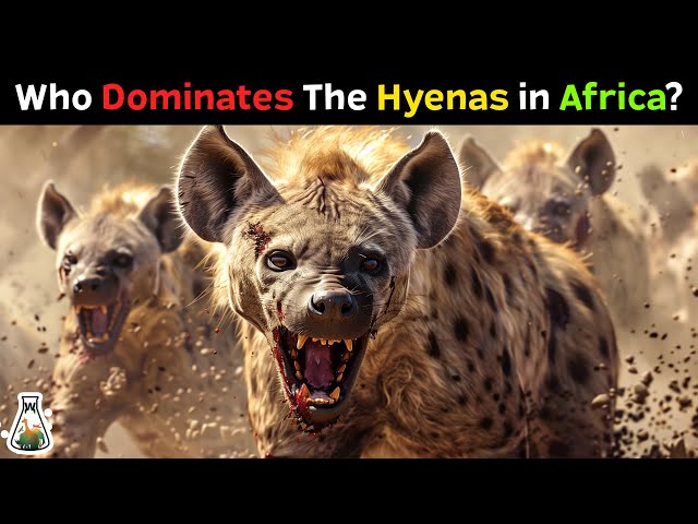 6 African Animals Stronger Than A Hyena Pack