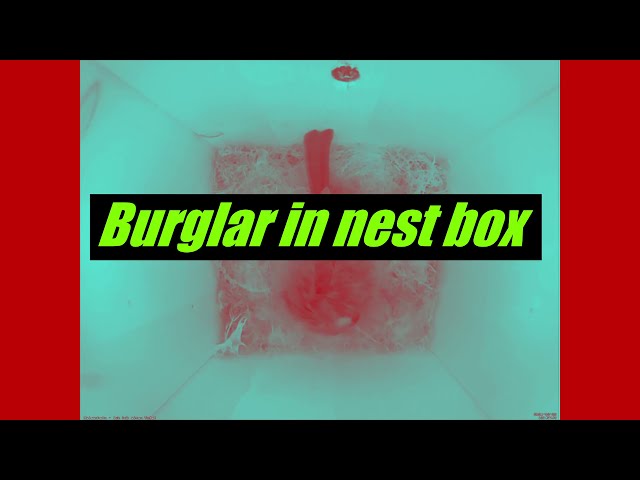 Burglar in nest box