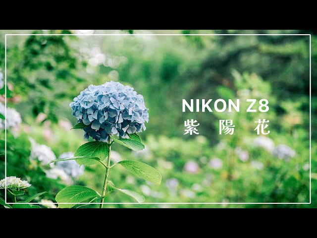 紫陽花 | Nikon Z8 | N-Raw | 長尾山 妙楽寺