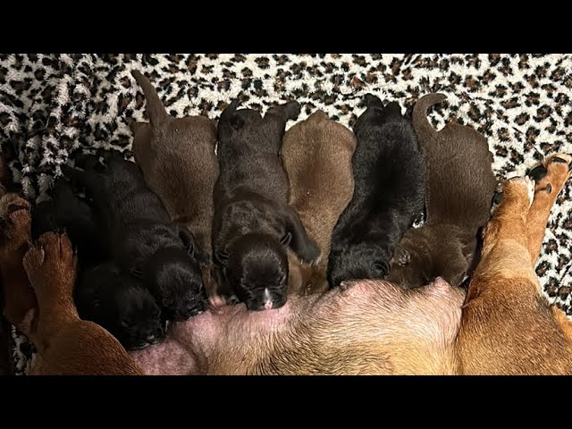 406 Finest Exotics is live! Feeding new born pups and watching the superbowl