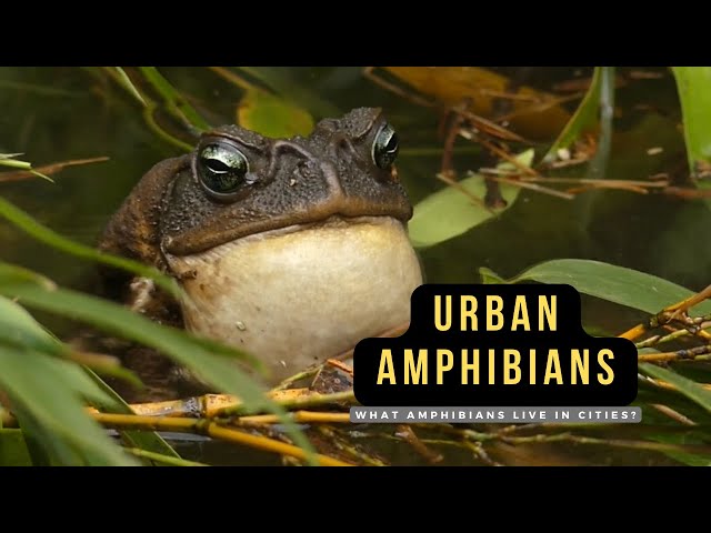 URBAN AMPHIBIANS - what amphibians live in cities?