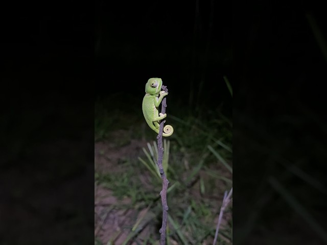 Super cute baby chameleon in South Africa