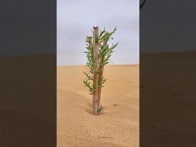 China is converting desert into Forest
