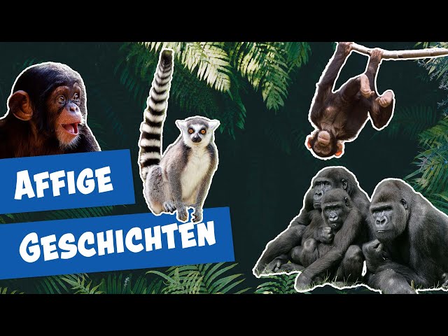 Neues von den Affen aus dem Zoo Berlin I Panda, Gorilla & Co.