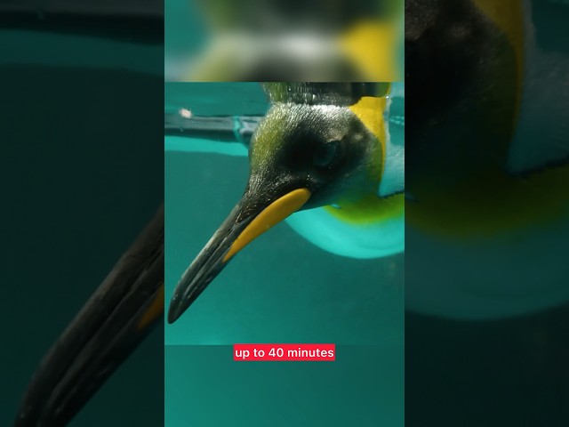 Huge Penguin Species Discovered! 🐧 #colossus #penguins