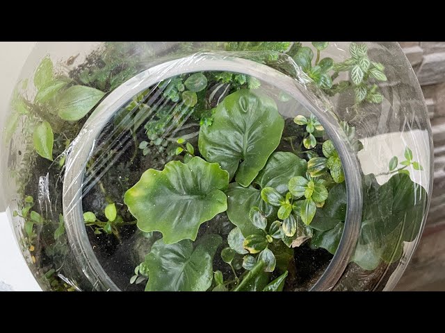My Terrarium collections - Video by Racy