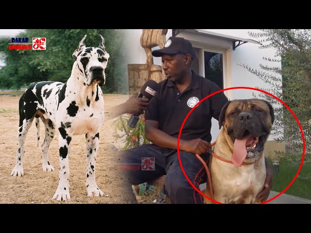 Le lion noir: Découvrez les plus grands chiens du Sénégal (Dakar Animaux)