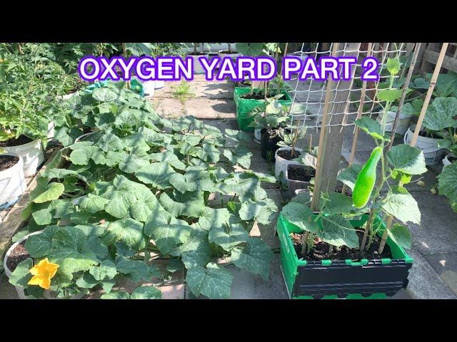Full Garden Tour Of Bangla Lau Hyacinth Beans AndMany More Bangladeshi Vegetables SHOKHER BAGAN 2024
