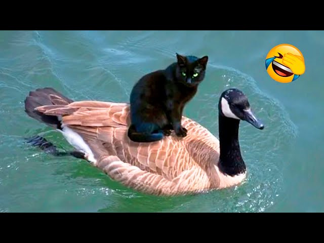 Funniest Dogs And Cats Videos - Funny Animal Videos, Best Of The 2021 Edition 😃😇