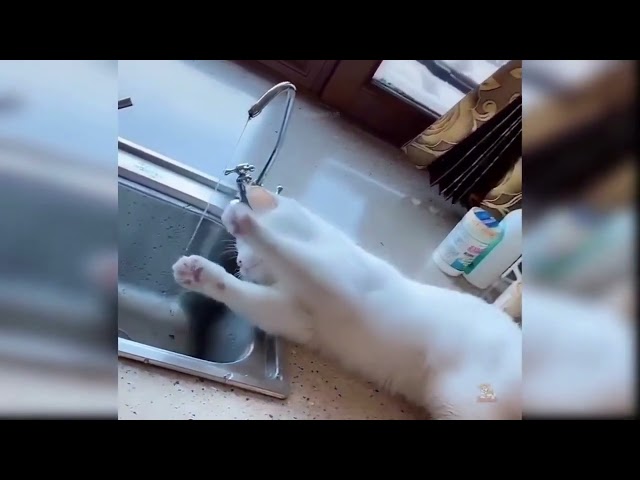 Cute cat || Funny Cat Videos