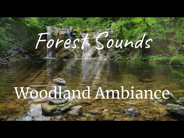 Sounds of the Amazon Rainforest, Calming Animal Sounds, Calming, Water Sound Nature Meditation
