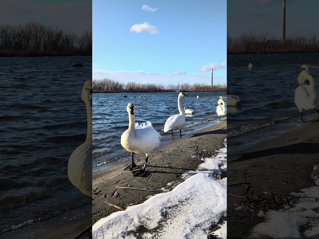 Big Trumpters Swans