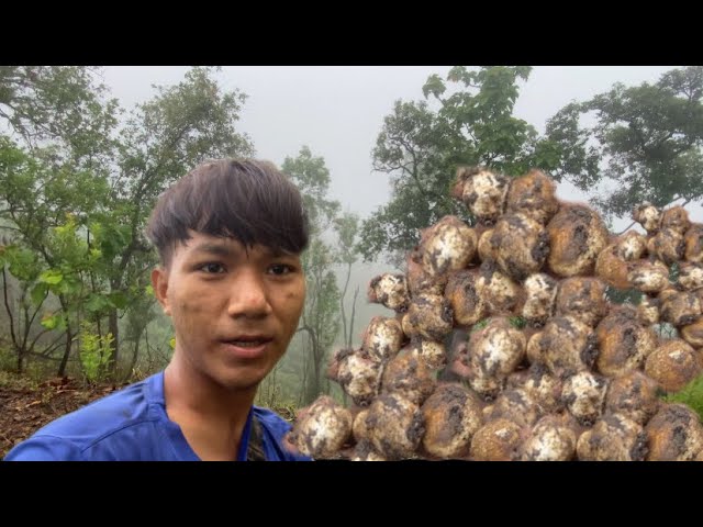 GoFind Mushroom in Forest By Mr DRF official short video$$