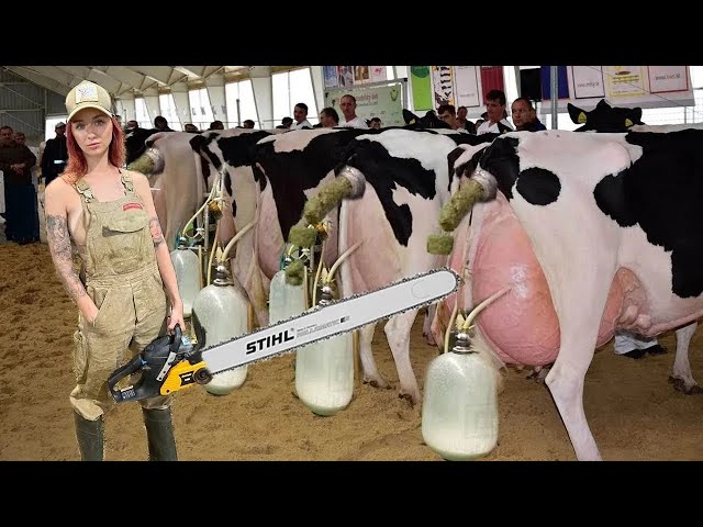 Spectacular Cow Transporting Mega Tractors & Dairy Girls