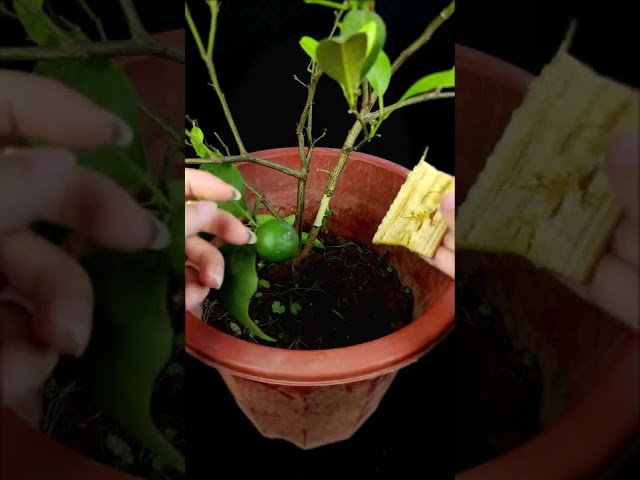 How to propagate lemon tree from cuttings | grow lemon tree cutting |Grow Lemons in Bananas #garden