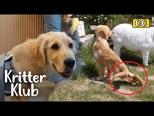 Can Rehabilitation Make This Dog Walk Again? l Kritter Klub