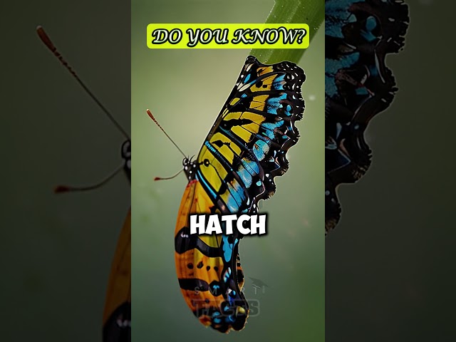 The Incredible Transformation of Butterflies: Metamorphosis Explained!