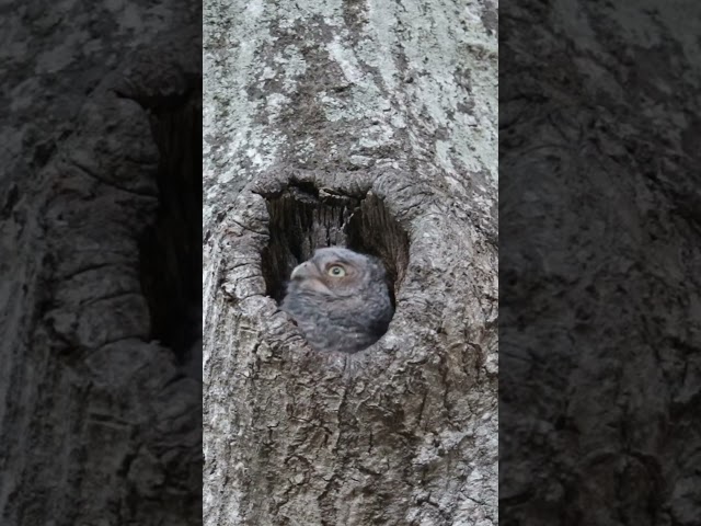 Screech Owl week continues - Todays game is Screech owl or puppet?