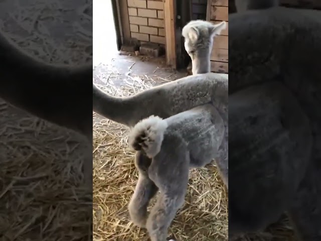 Funny Baby Alpaca Hitches Ride on Buddy's Back!