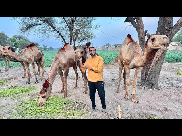 Qurbani Kay Liay Camel pasand A Gya😍