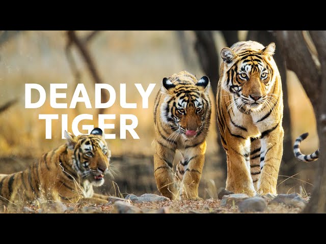Tracking Down The Disappearing Tigers Of India | Wildlife Documentary