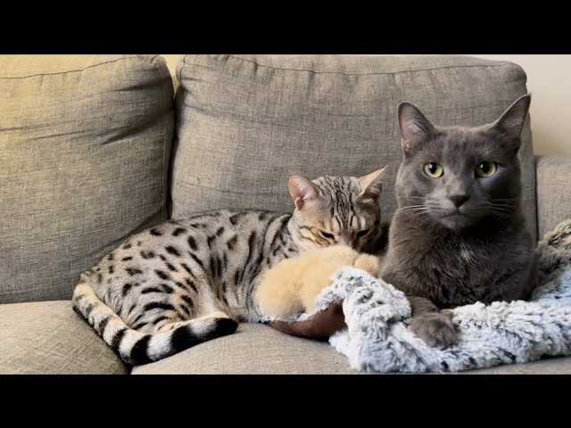 Russian blue and Bengal hanging out!