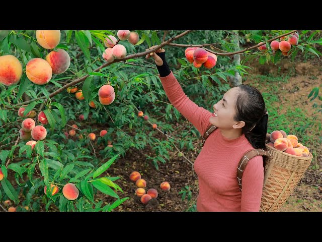 Harvest Peach, go to the market sell, make dishes from papaya | Emma Daily Life