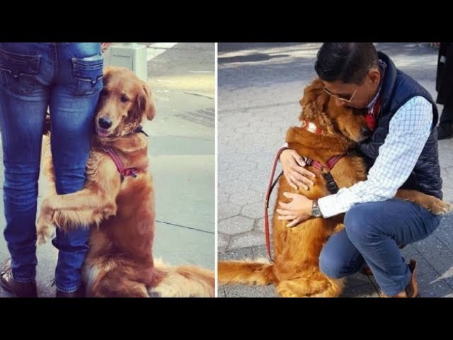 Dog videos 💔 When He Takes His Dog Out For A Walk, She Stops And Wraps Her Paws..!  Aww Animals 💔