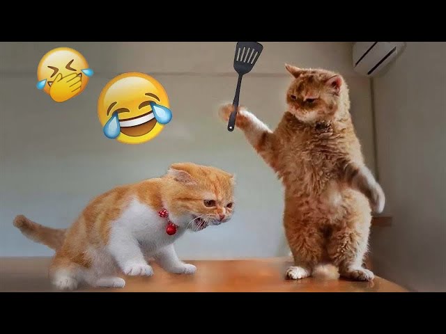 Funniest Cats And Dogs Videos 2024😹New Funny Animals videos 🐾🐶