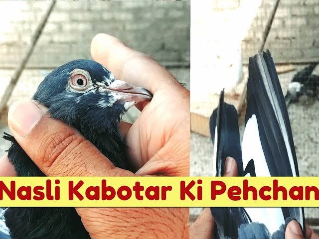 Achay Kabootar Ki Pehchan By Hashim Mahmood