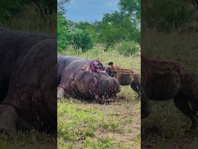 Hyena Eats a Hippo's Brains Out