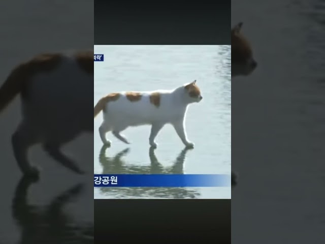 Cat walking on ice river