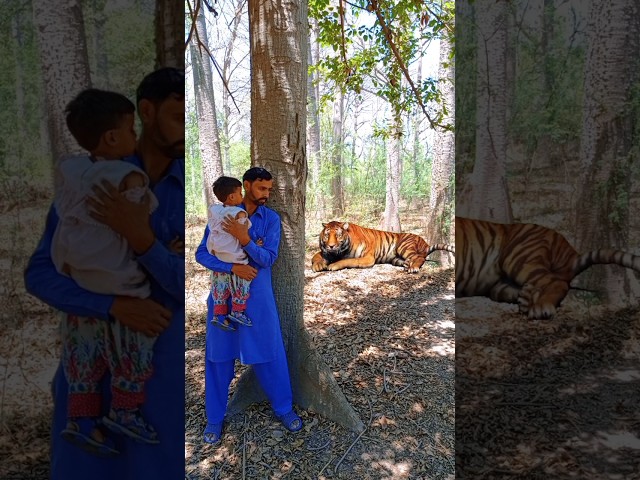tigerattack man #tiger #attack #forest #animal #viral #shorts #shortsvideo