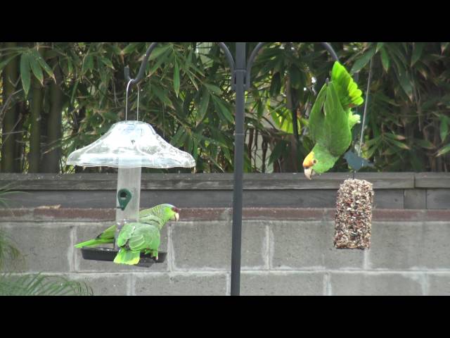 Backyard Amazon Parrots