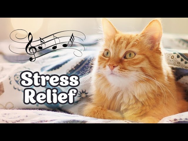 ♬ Anti - Anxiety music for cats ♬ Stress relief for cats, Harp music 10 hours