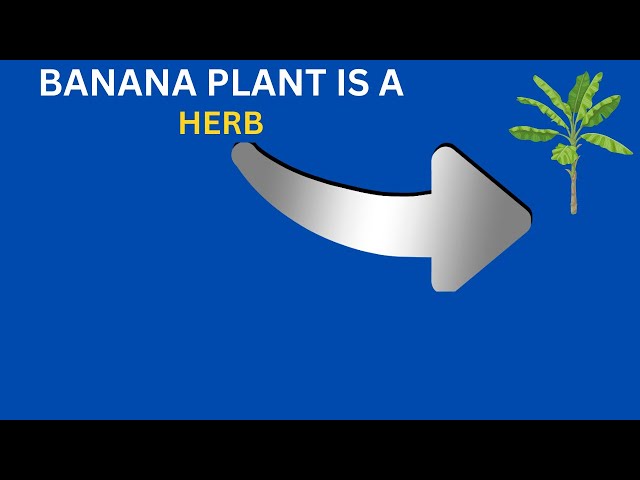Banana Plant   2024    😊😊