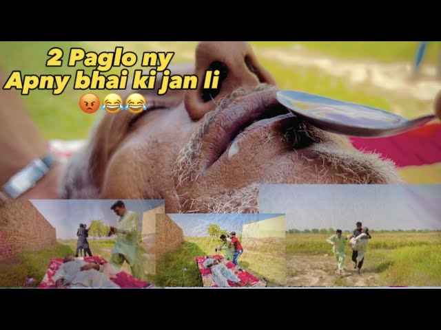2 Paglo Nay Bhai Ki Jaan Li | Funny short movie | Episode No 1 Channu Boyz