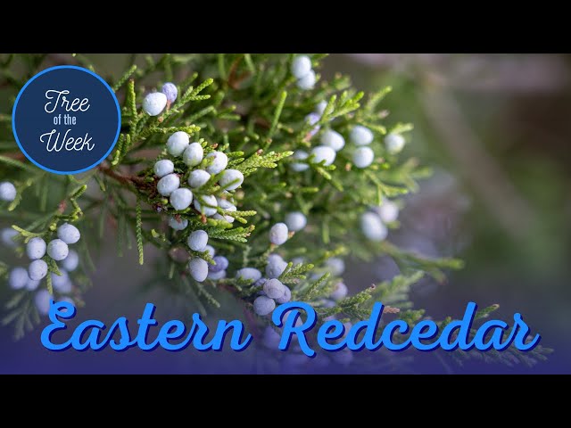 Tree of the Week: Eastern Redcedar