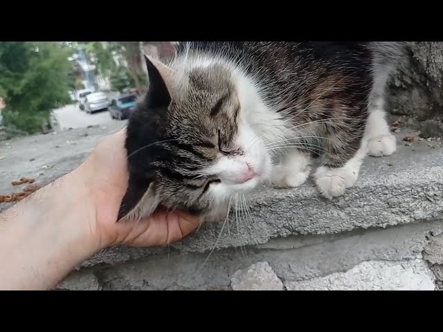 big fluffy cat loves head rubbing
