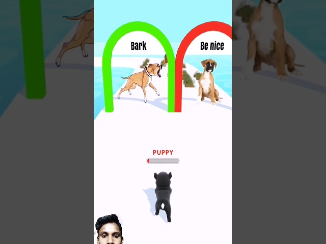 DOGGY RUN GAMEPLAY WALKTHROUGH 🐕🥰 | DOG SWEET 😸 | ANDROID, iOS MOBILE | NEW UPDATE #shorts