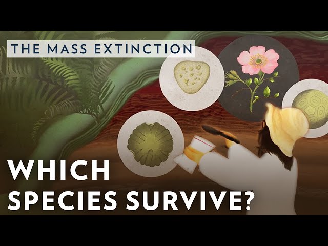 Which species survive mass extinction?