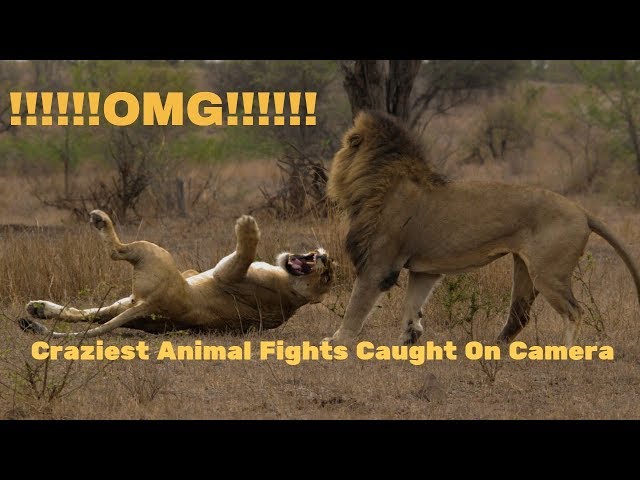 Wild Animals Attacks ! Craziest Animal Fights Caught On Camera