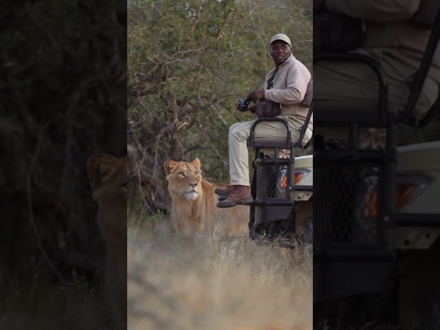 what can you do.#safari #lion #Africa #guide