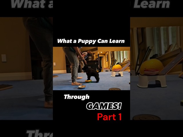 Does Game Based Dog Training really work? What about with puppies? (part 1/2)