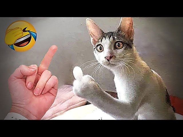 Funniest Cats And Dogs Videos 2024😙You Laugh You Lose 🐶